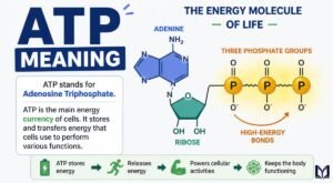 ATP Meaning Text